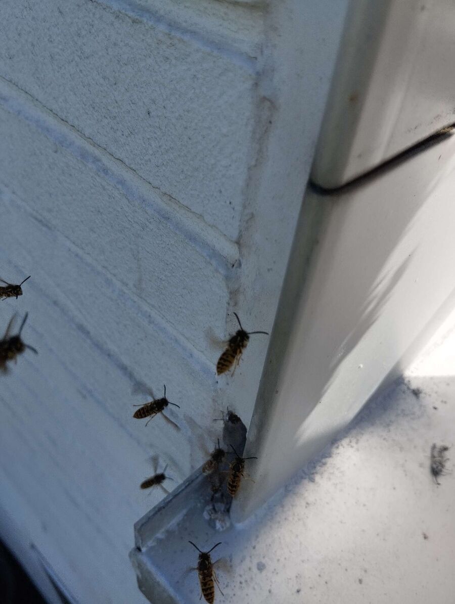 Bee nest at the house remove