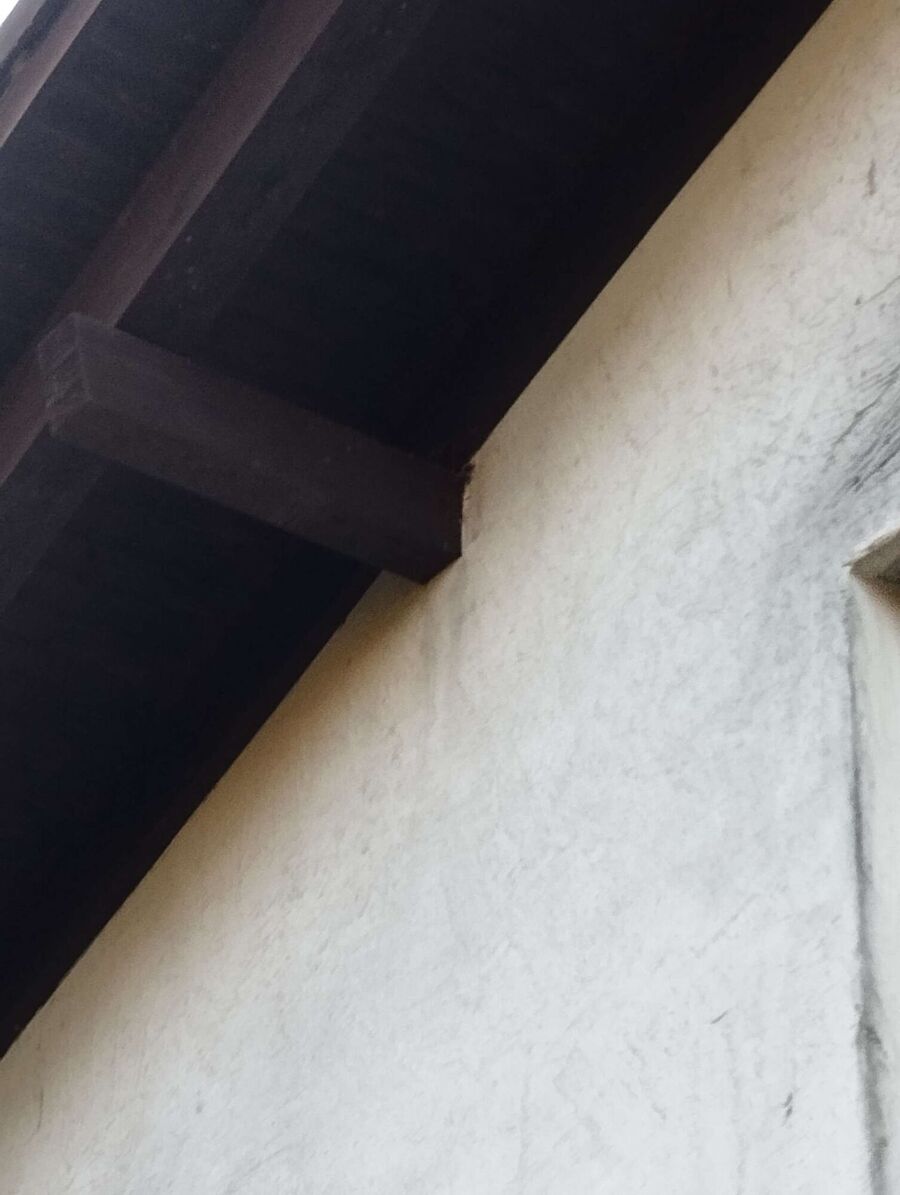 Relocate bees & remove bee nest