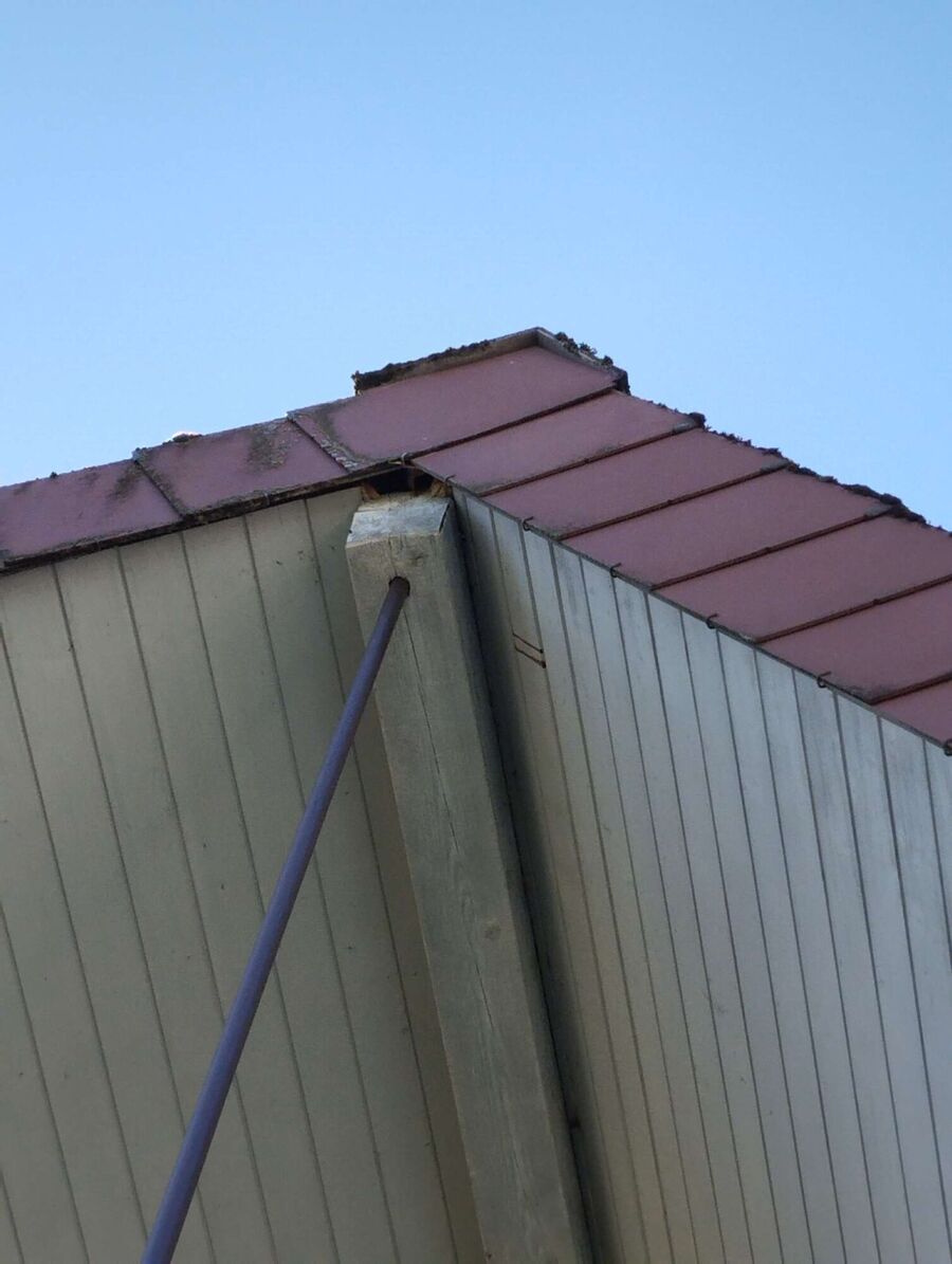 Relocate bees & remove bee nest