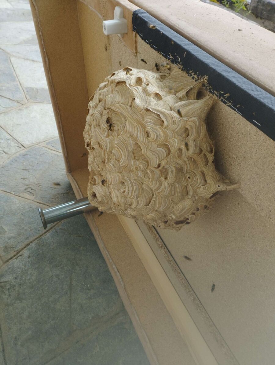 Bee nest at the house remove