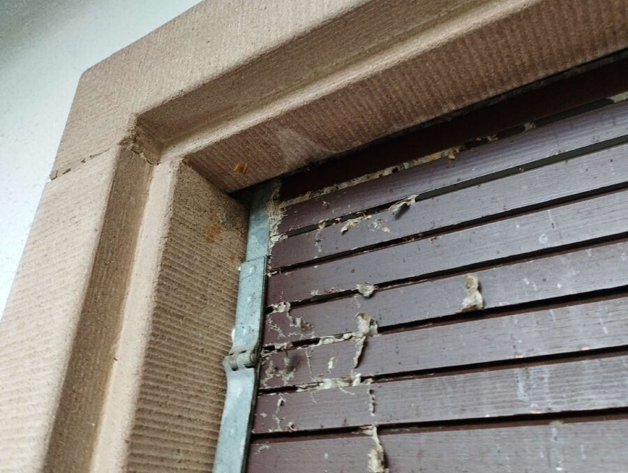 Bee nest at the house remove