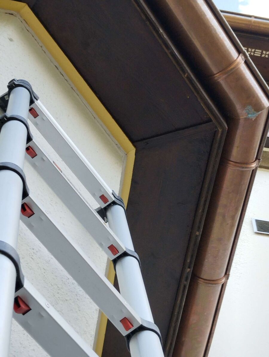 Relocate bees & remove bee nest