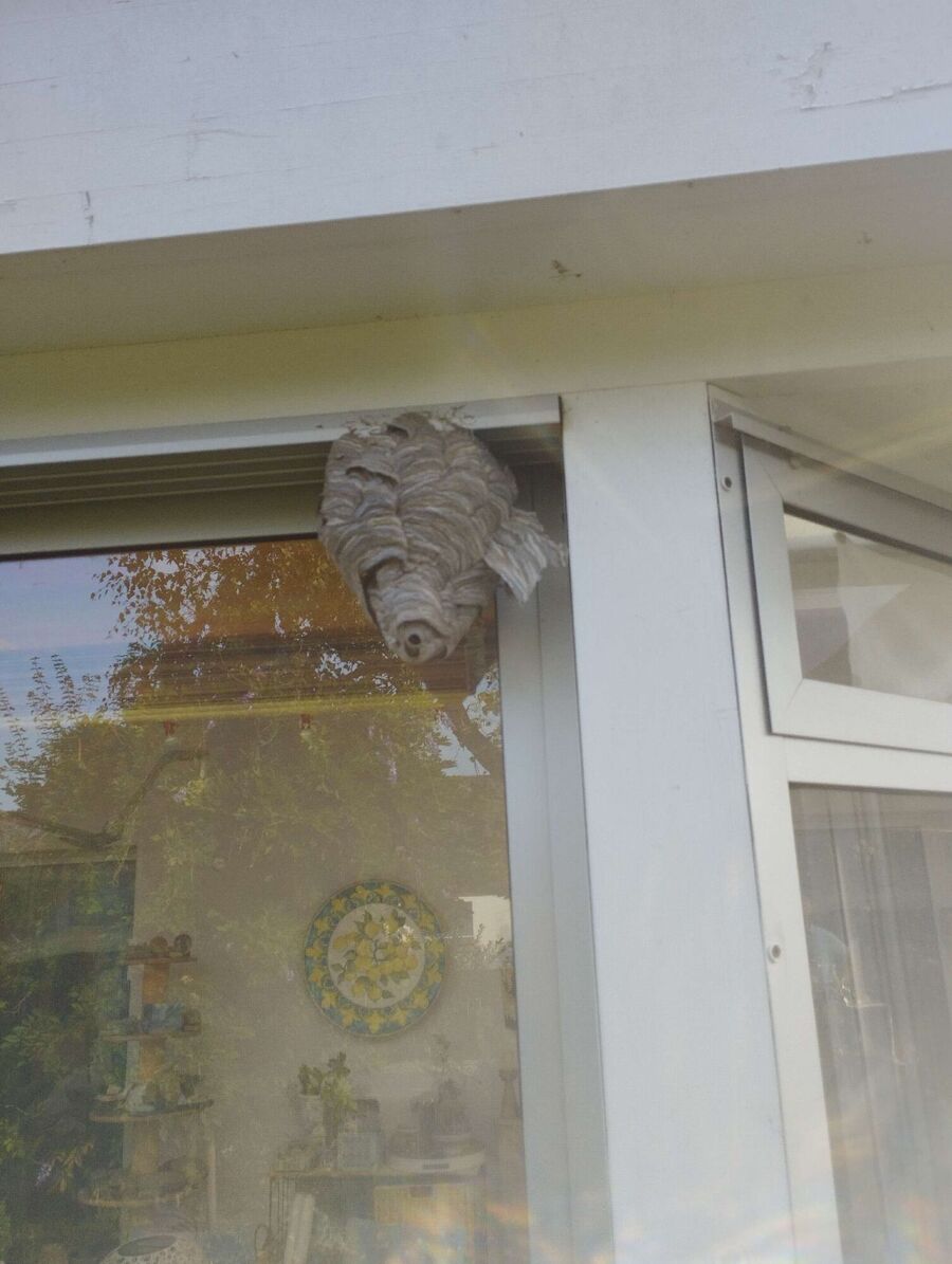 Bee nest at the house remove