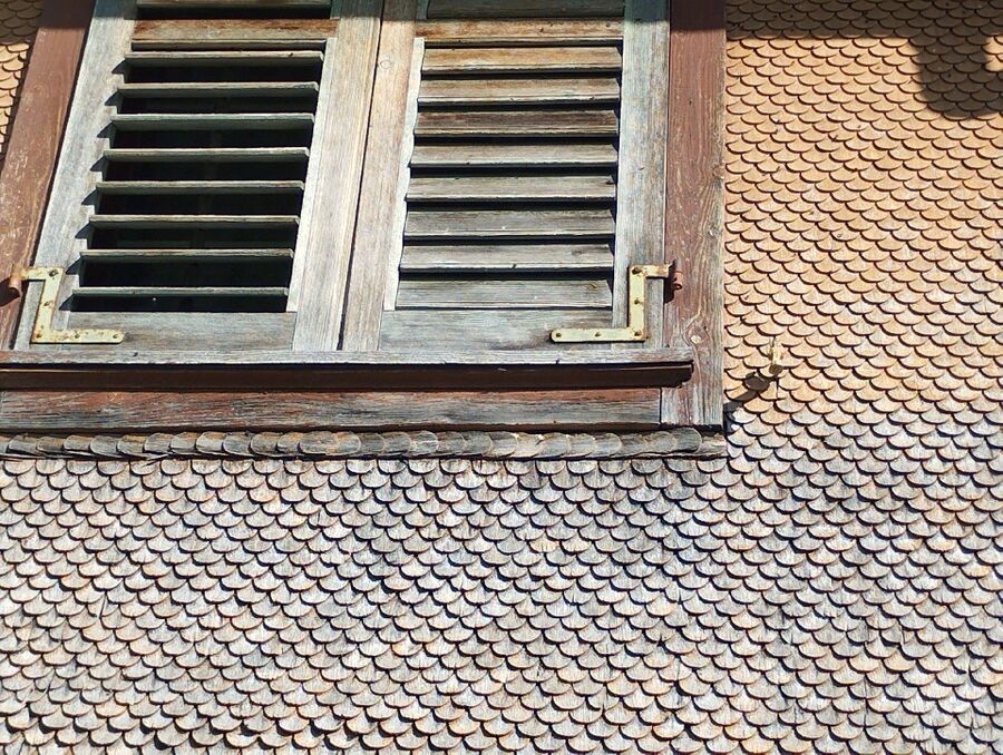 Relocate bees & remove bee nest