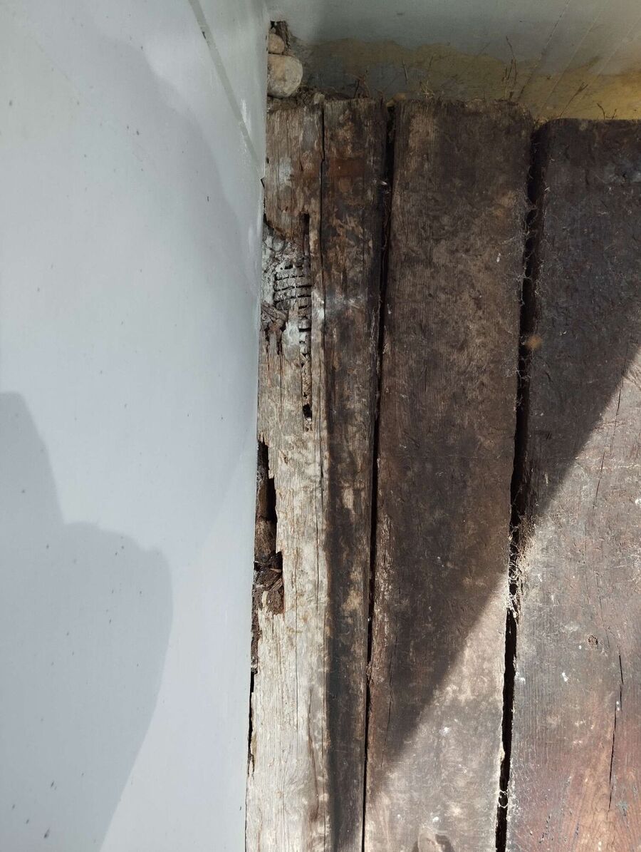 Relocate bees & remove bee nest