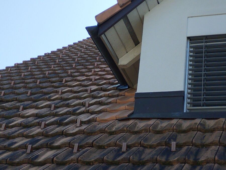 Relocate bees & remove bee nest