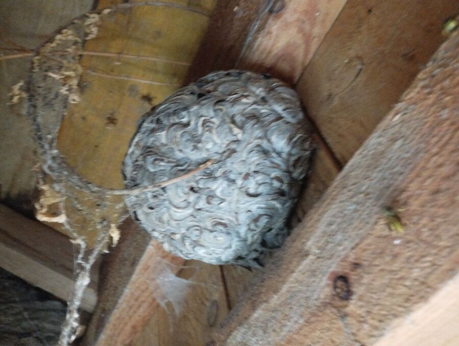 Bee nest at the house remove