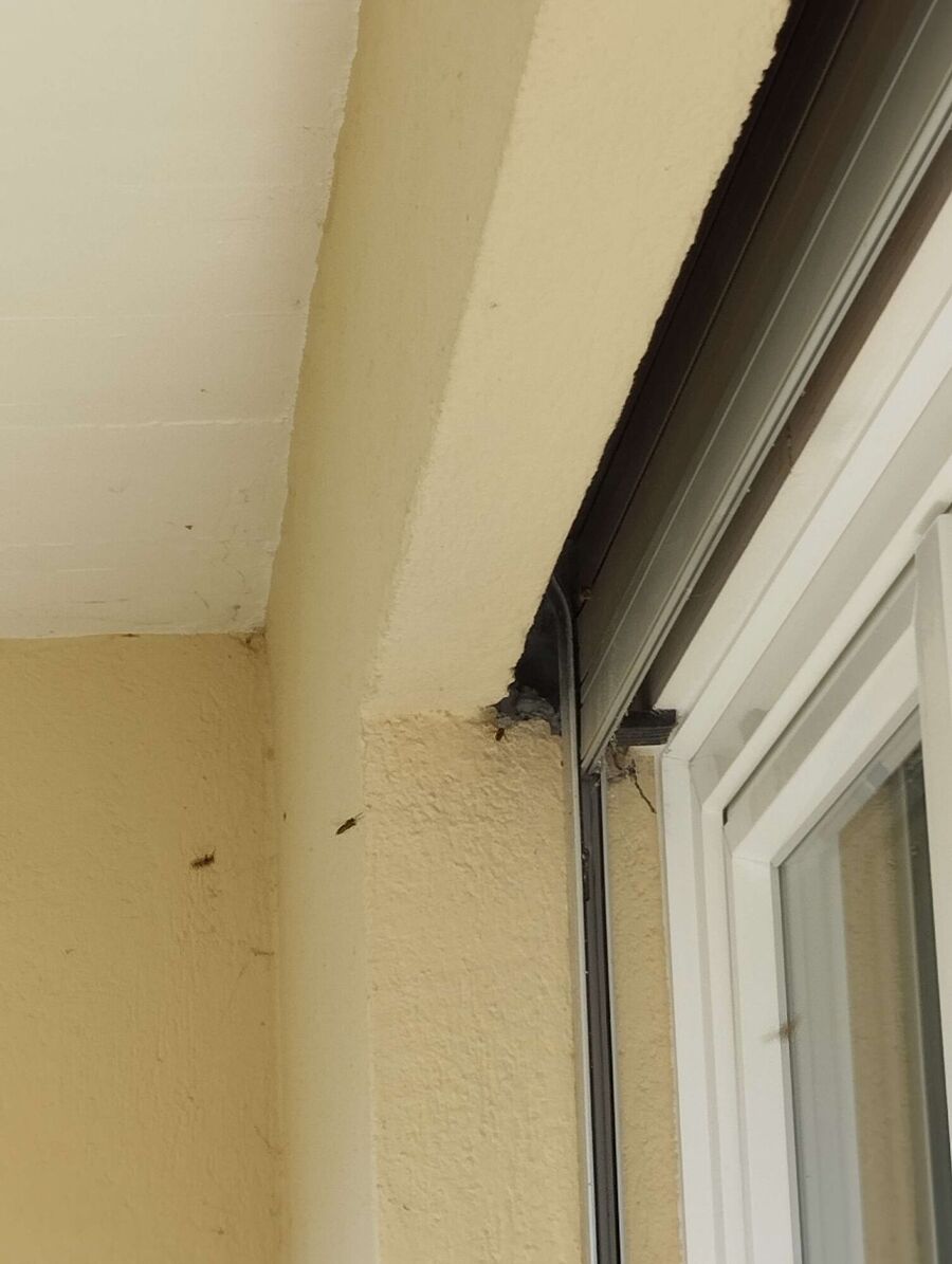 Bee nest at the house remove