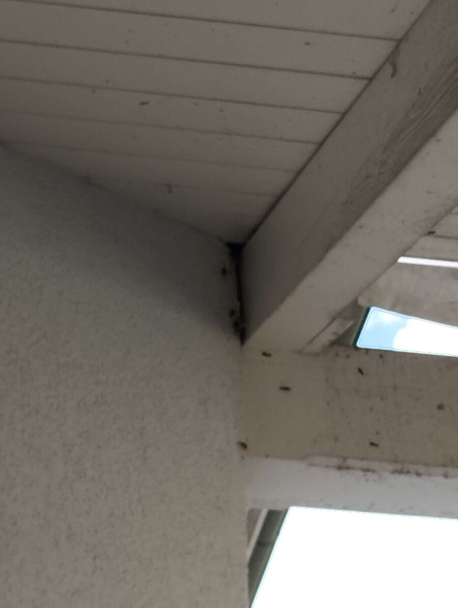 Bee nest at the house remove