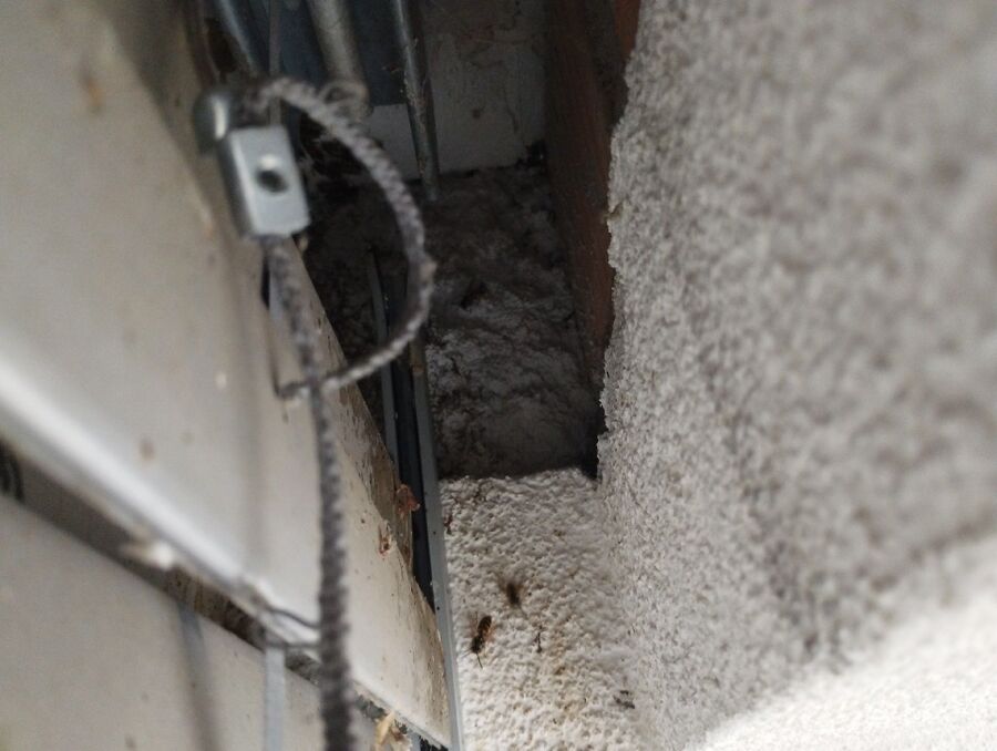 Relocate bees & remove bee nest