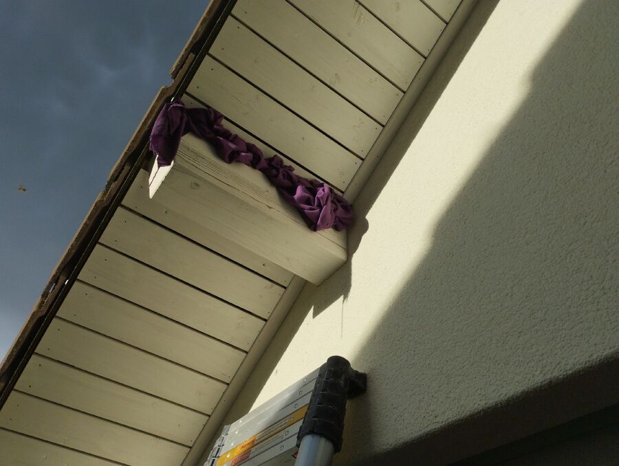 Bee nest at the house remove