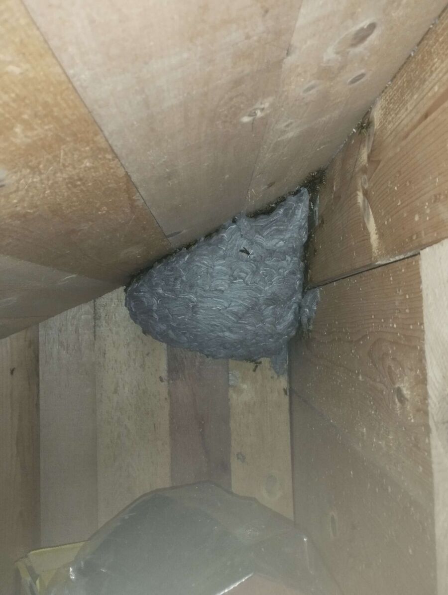 Relocate bees & remove bee nest