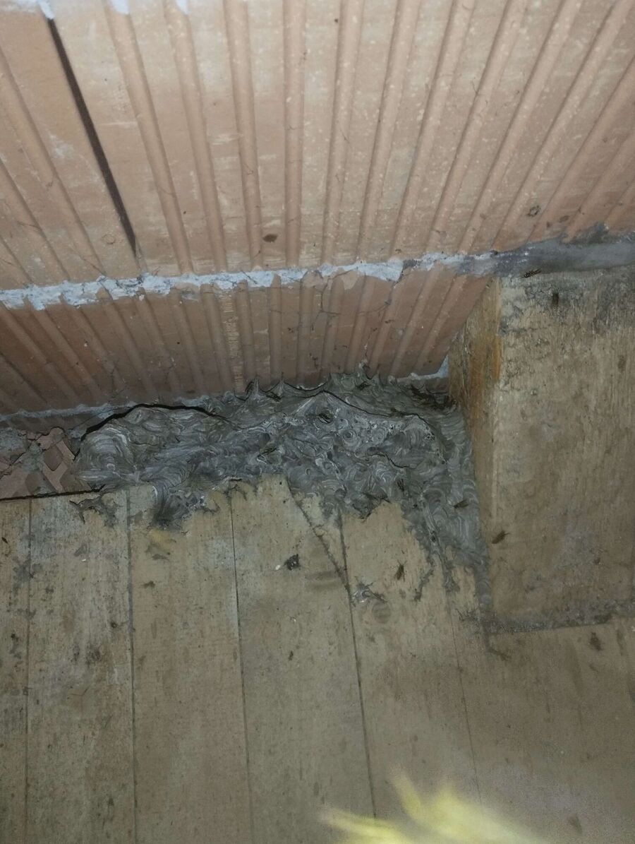 Bee nest at the house remove
