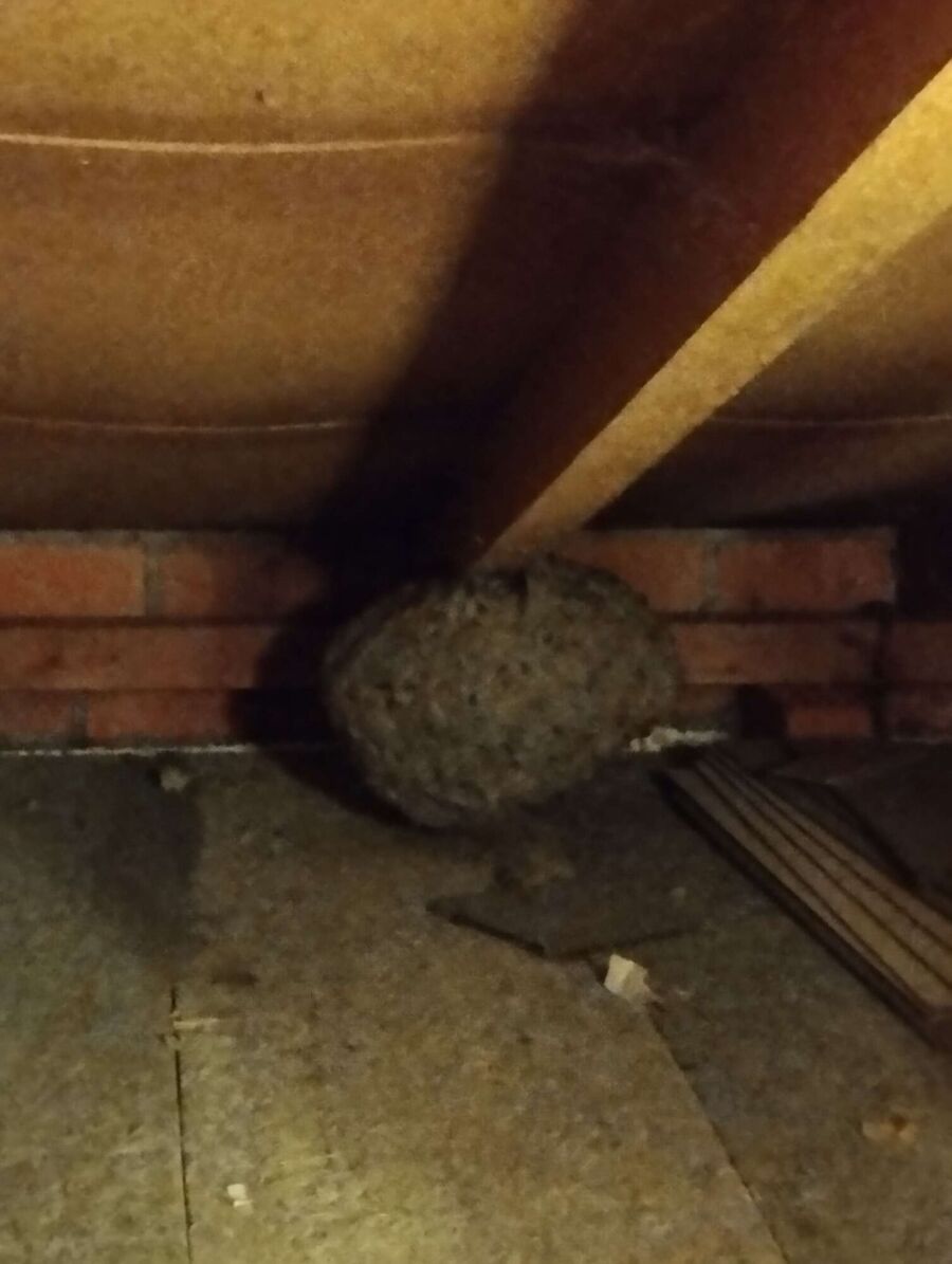 Bee nest at the house remove