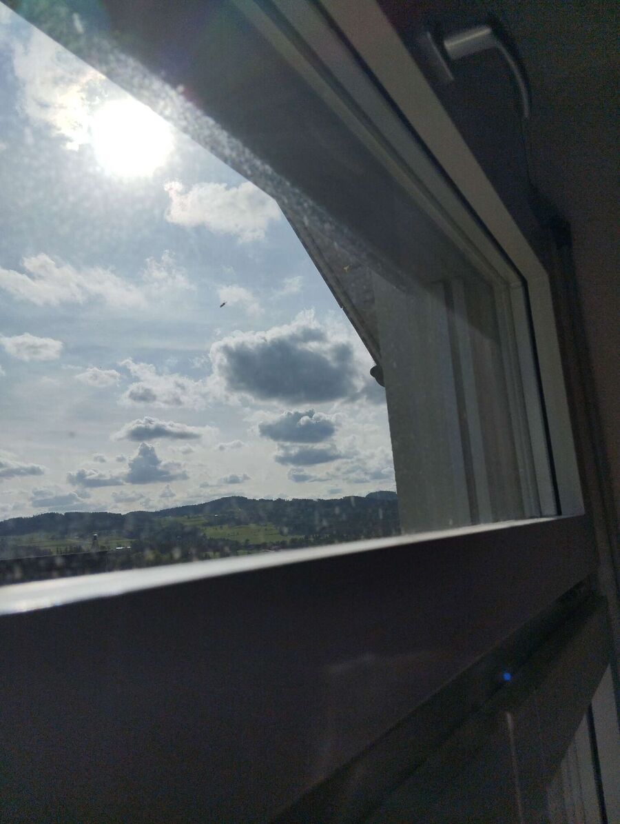 Relocate bees & remove bee nest