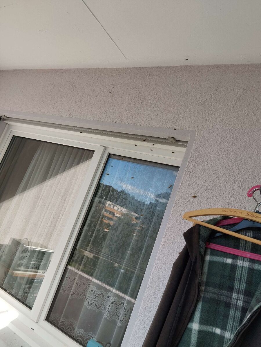 Bee nest at the house remove