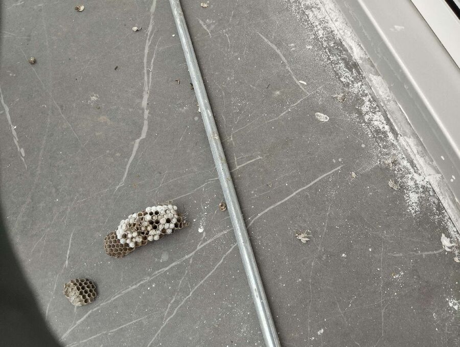 Bee nest at the house remove