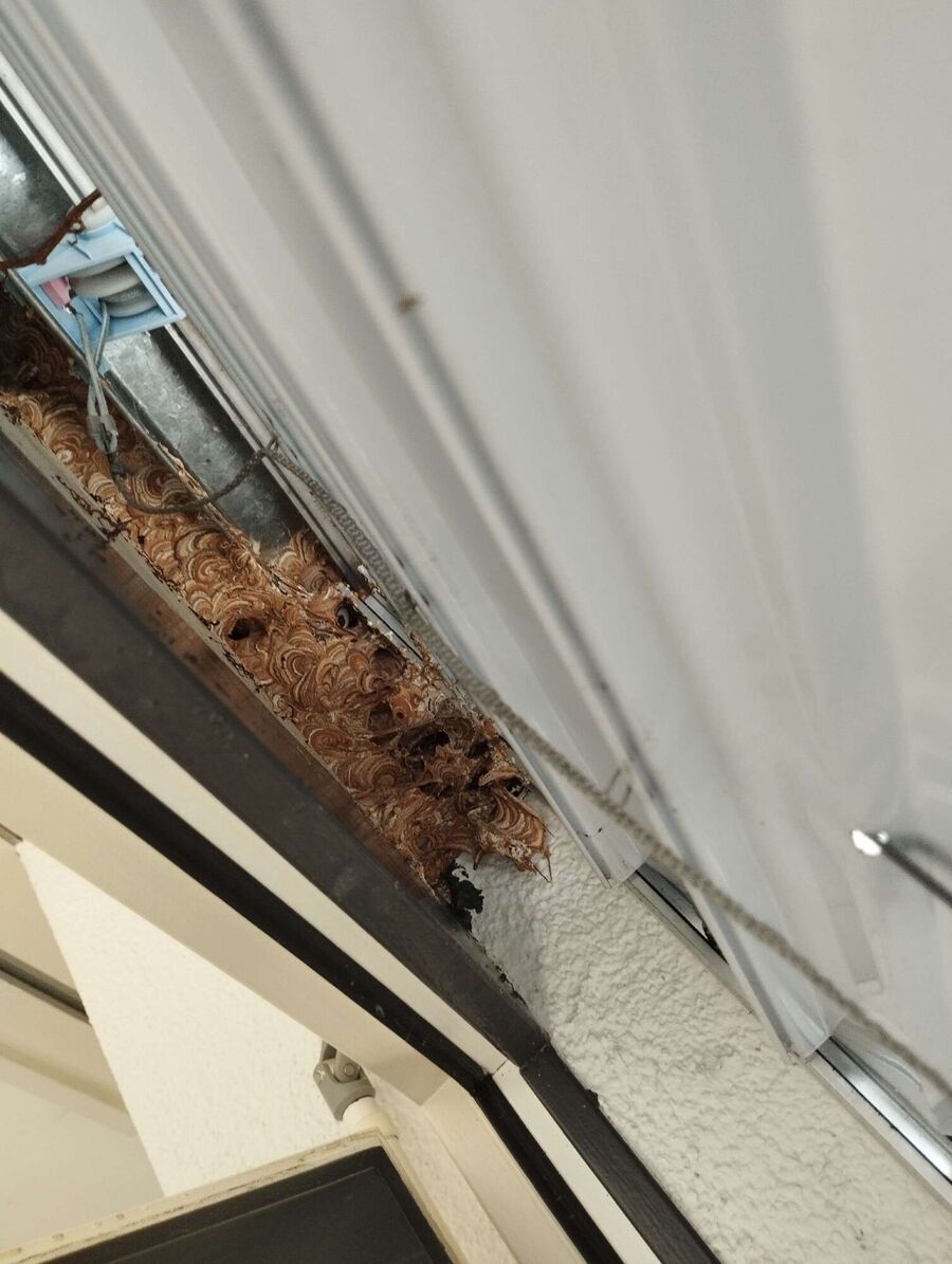 Relocate bees & remove bee nest