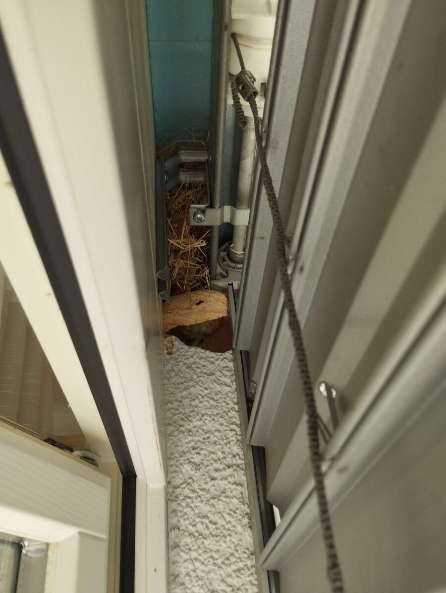 Relocate bees & remove bee nest