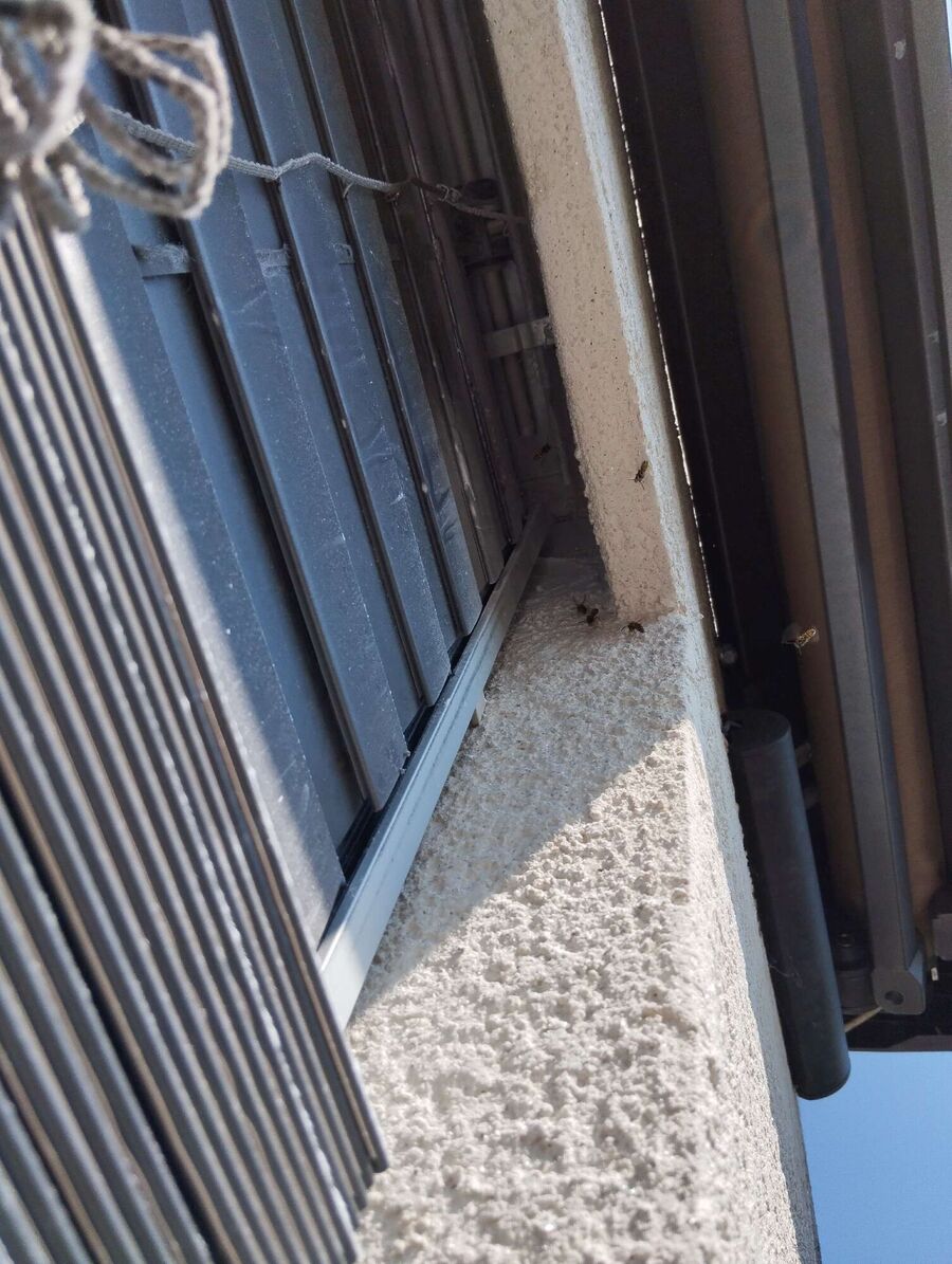 Relocate bees & remove bee nest