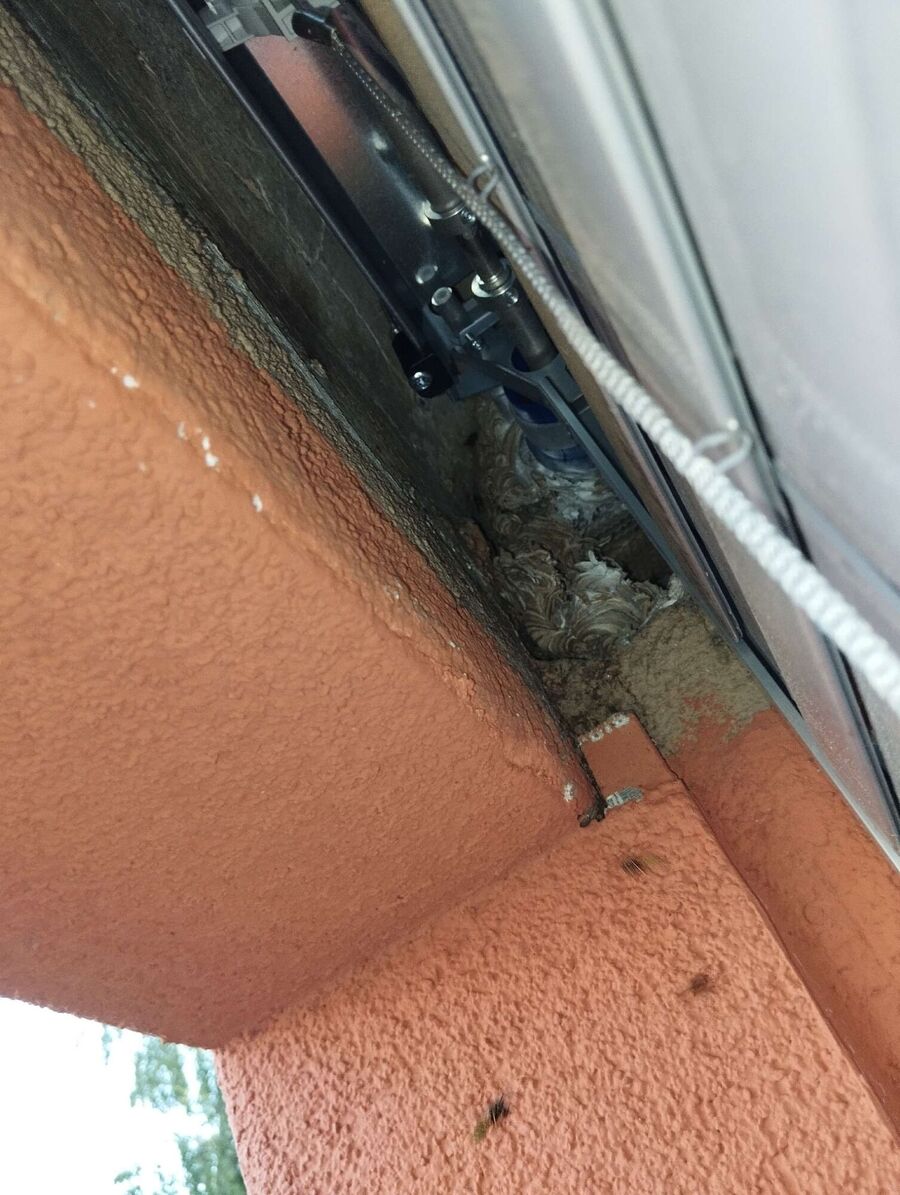 Relocate bees & remove bee nest