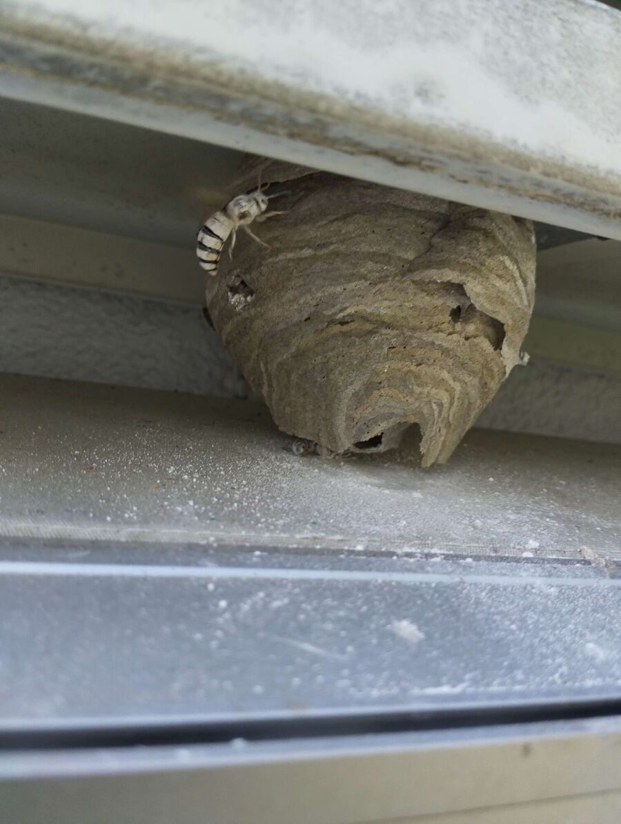 Remove bee nest