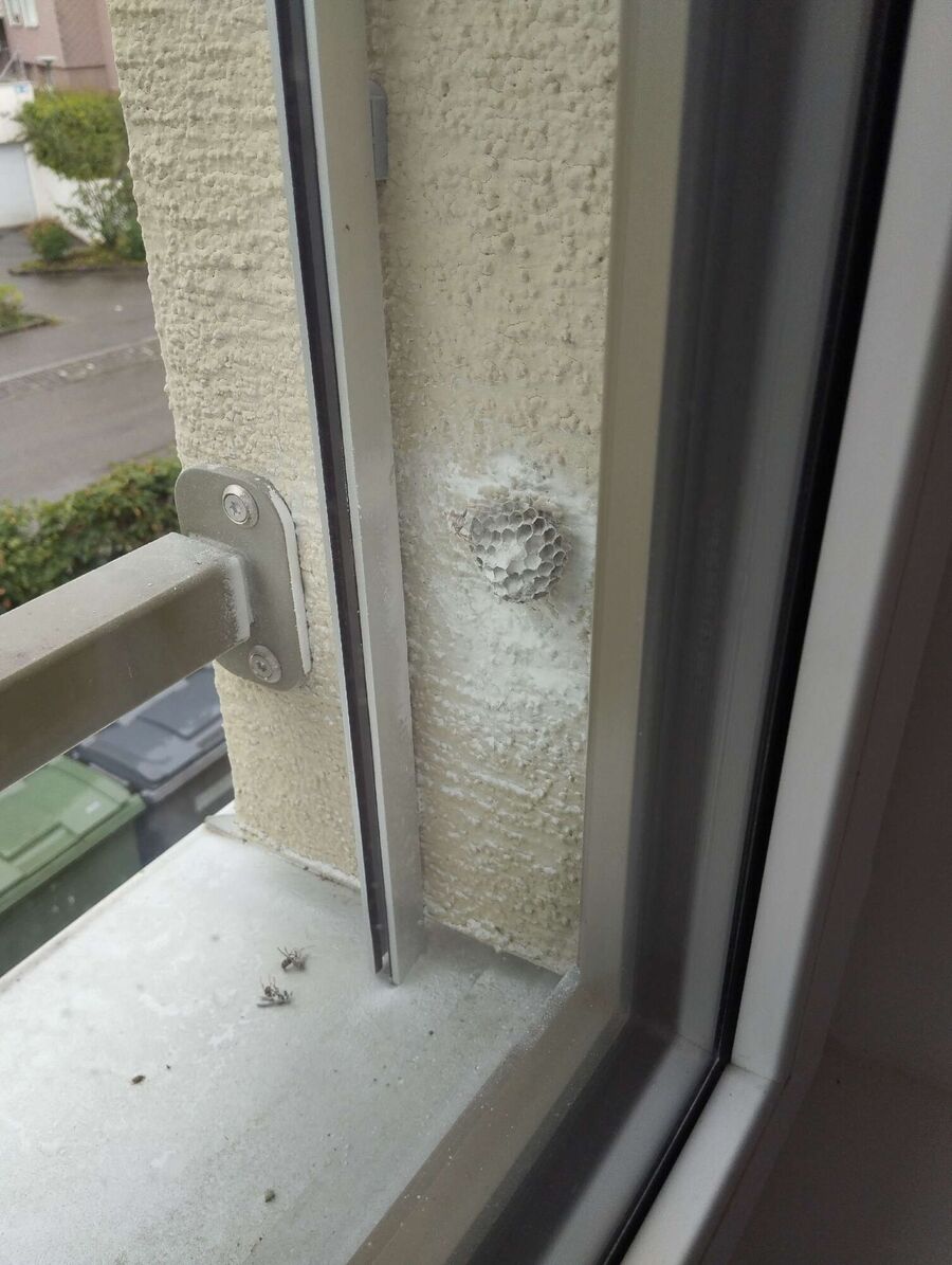 Bee nest at the house remove