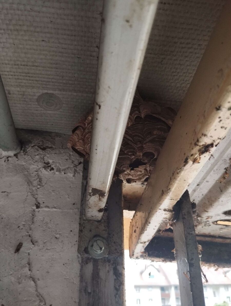 Relocate bees & remove bee nest