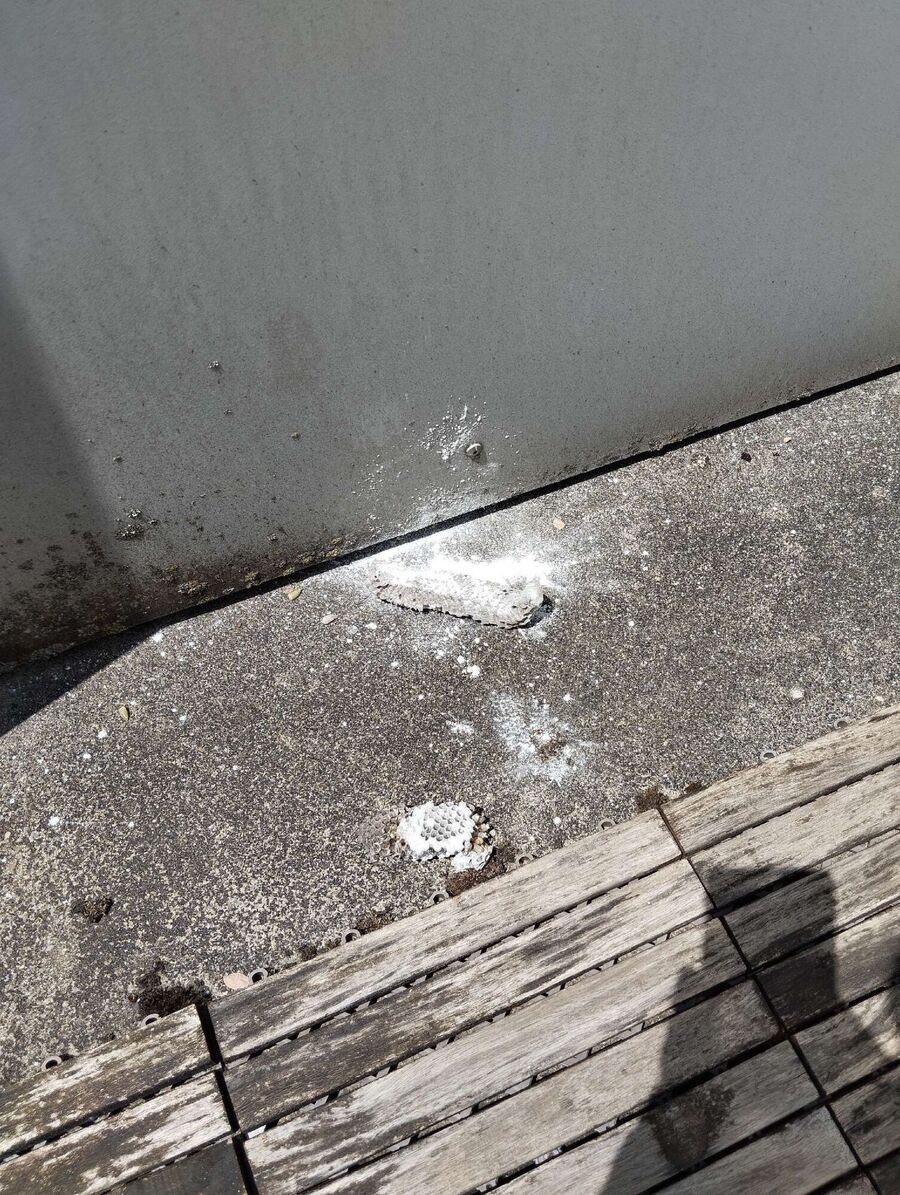 Relocate bees & remove bee nest