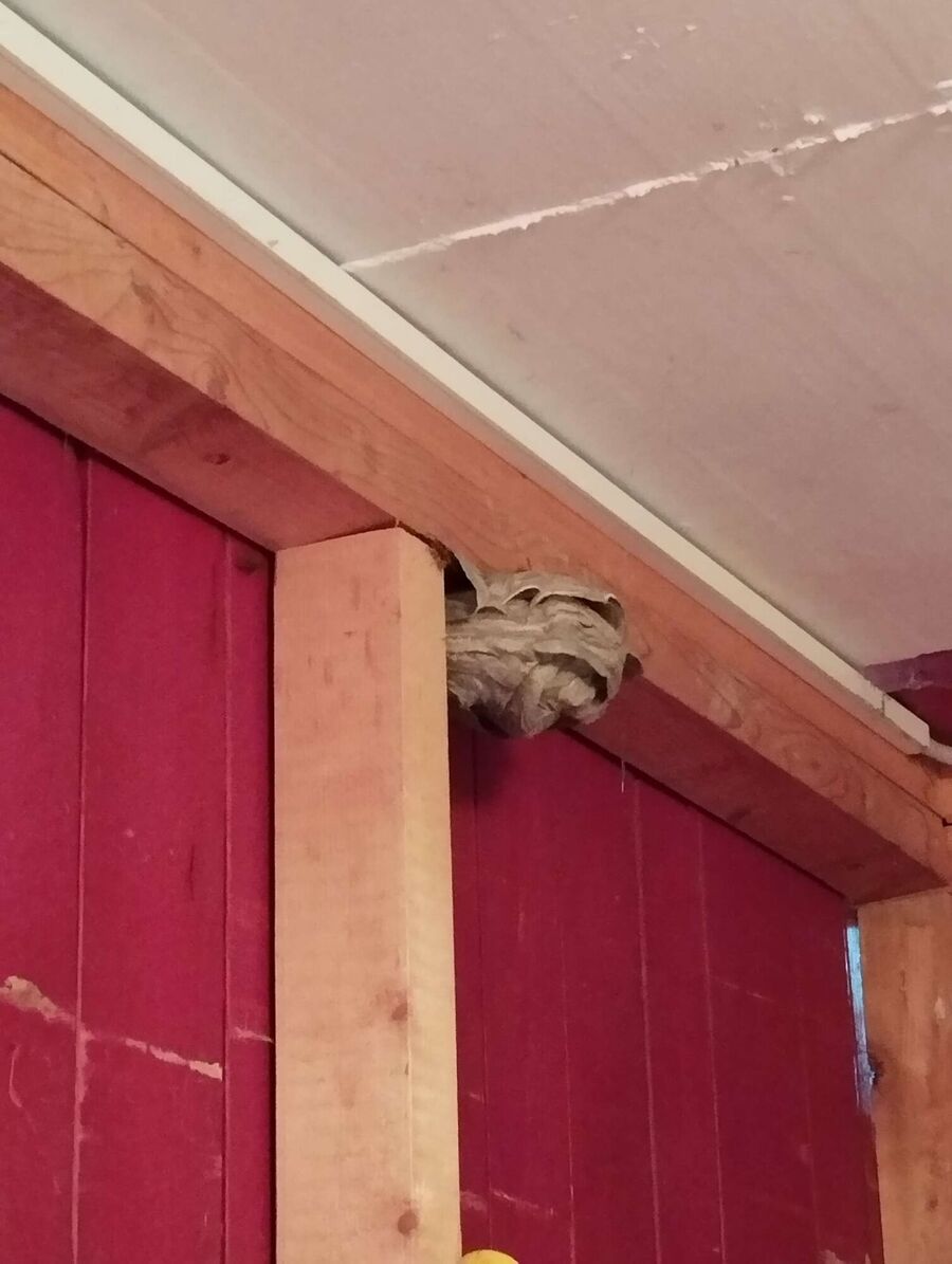 Bee nest at the house remove