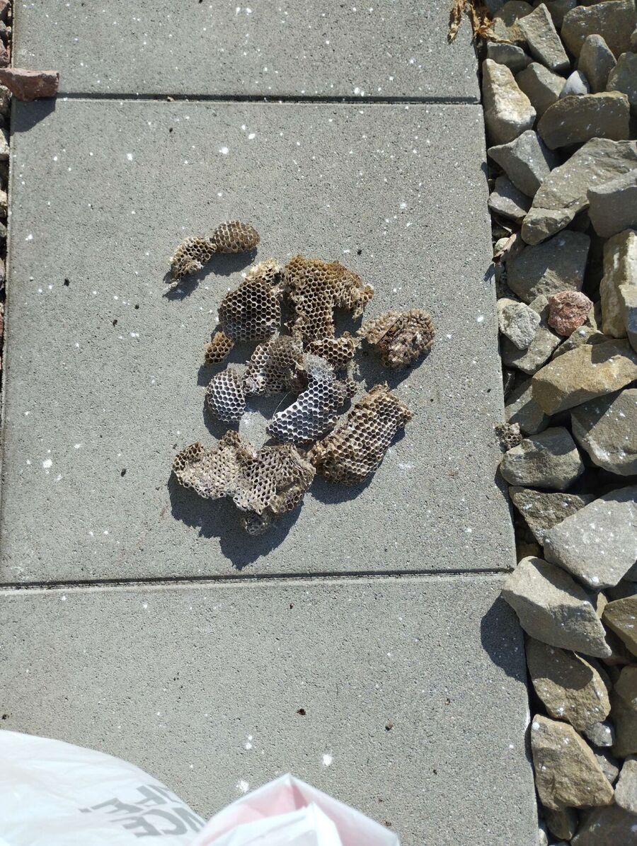 Bee nest at the house remove