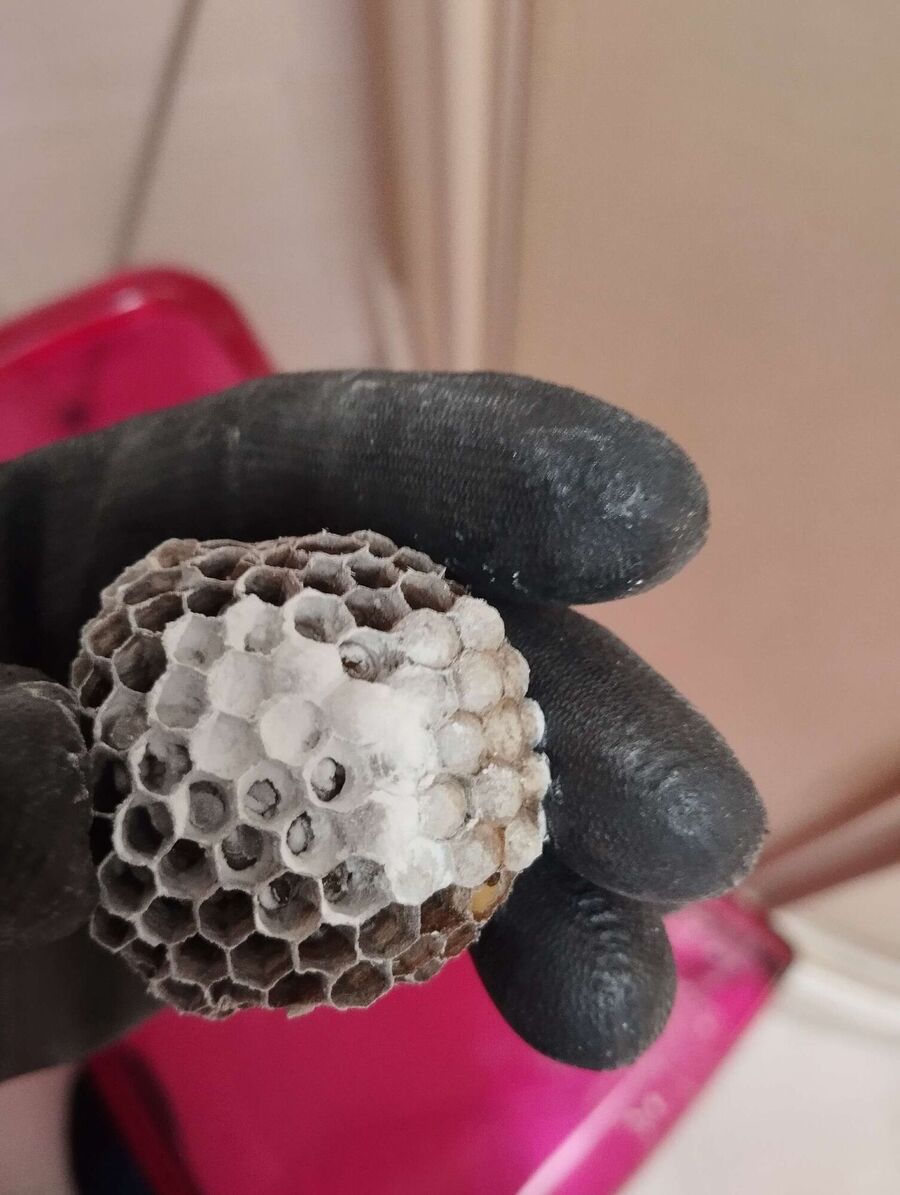 Relocate bees & remove bee nest