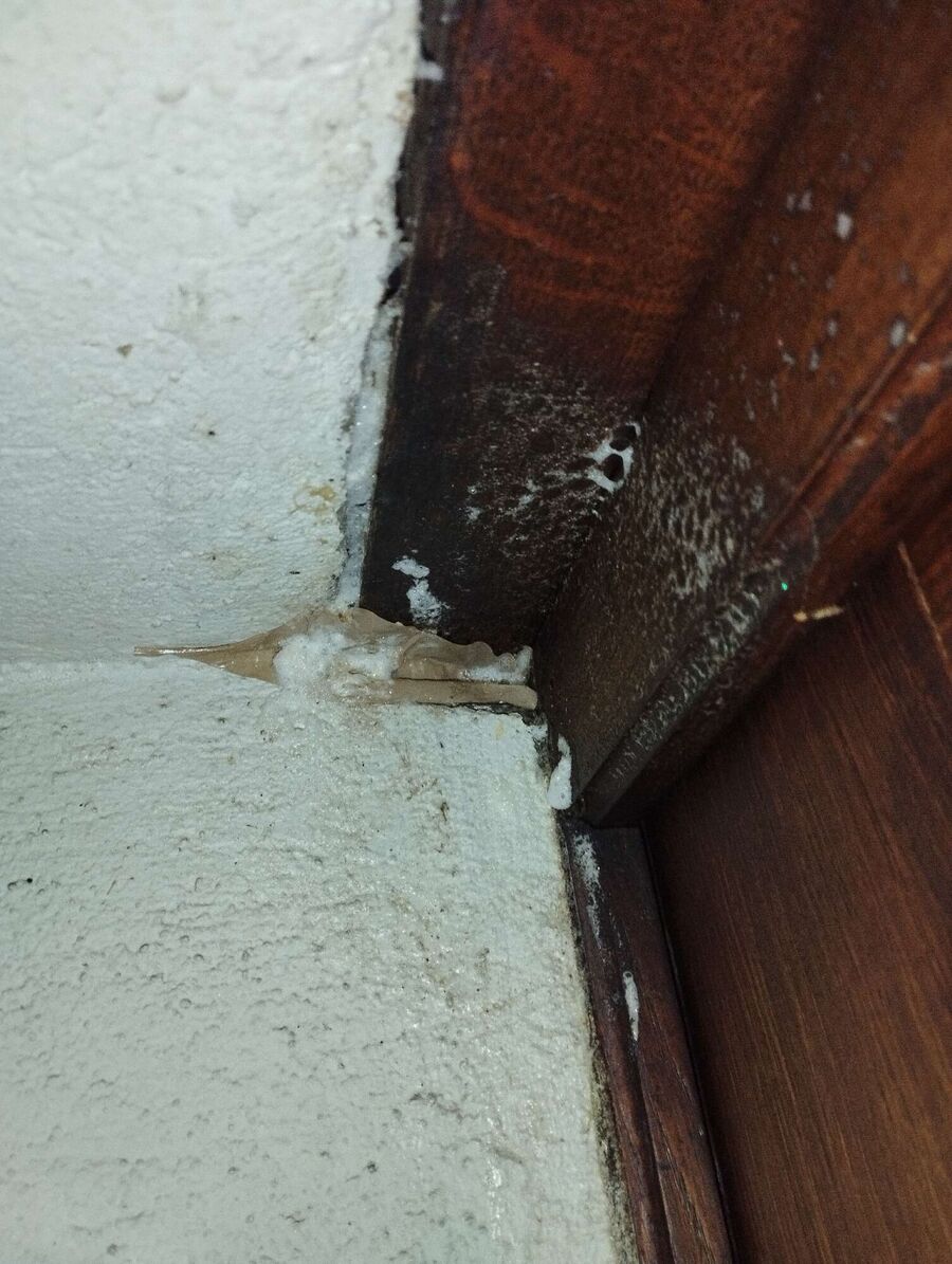 Bee nest at the house remove