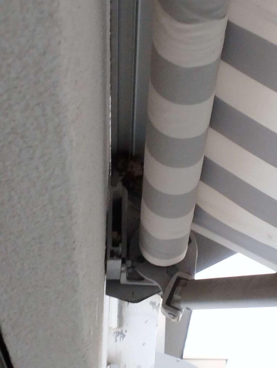 Bee nest at the house remove