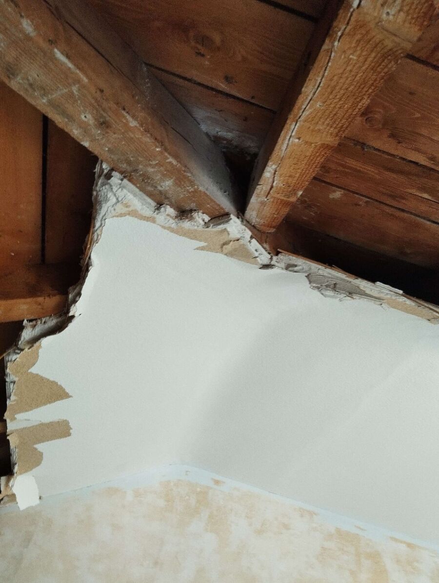 Relocate bees & remove bee nest