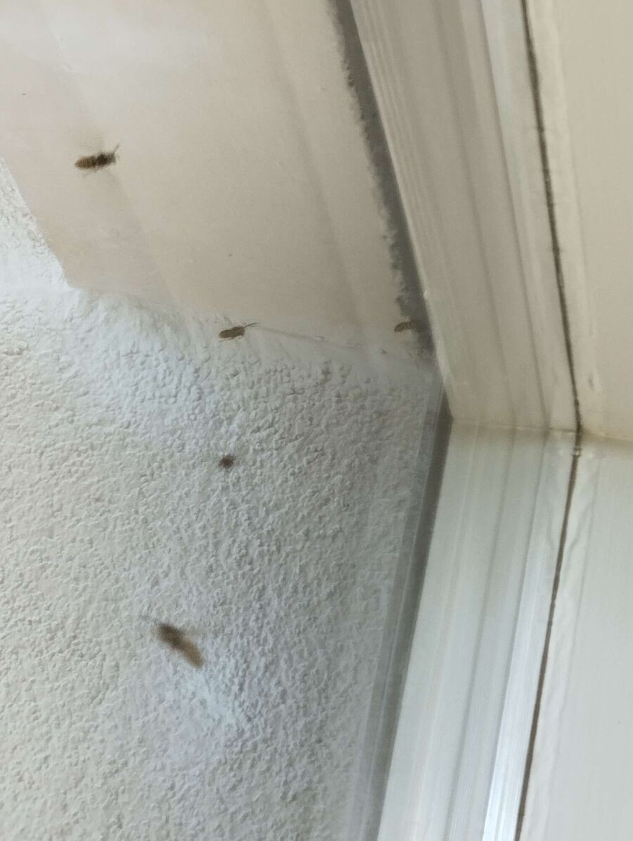 Bee nest at the house remove