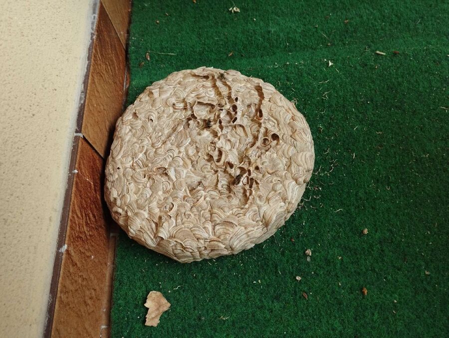 Relocate bees & remove bee nest