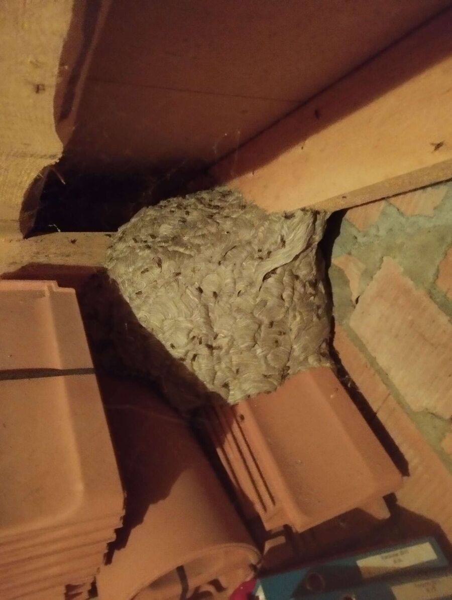 Relocate bees & remove bee nest