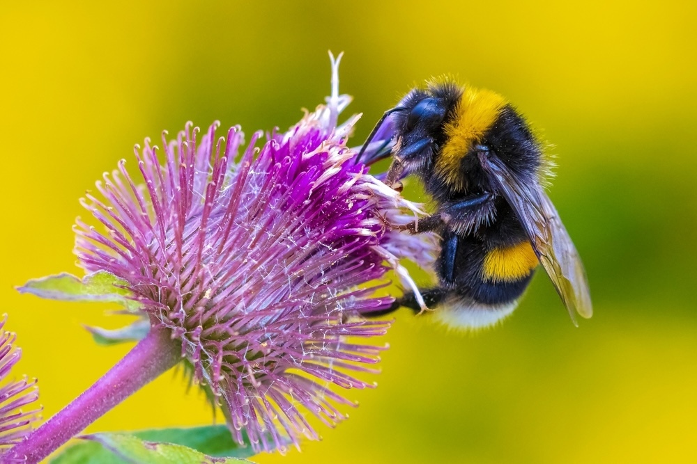 Bumblebees (Bombus)